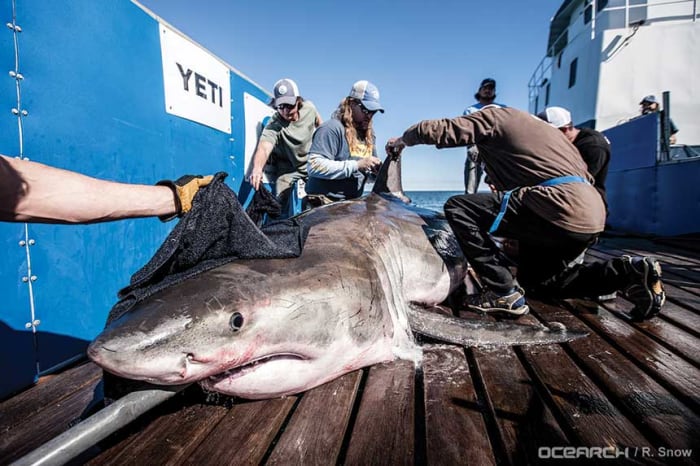 a shark"s dorsal fin is tagged with tracking technology that