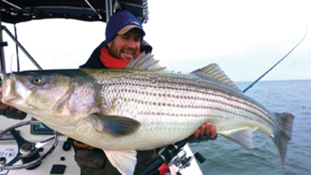 Chesapeake Bay Magazine, Rockfish Season In Limbo As Atlantic Commission  Rejects MD, Potomac Management Plans. Jurisdictions have until April 12 to  submit revise