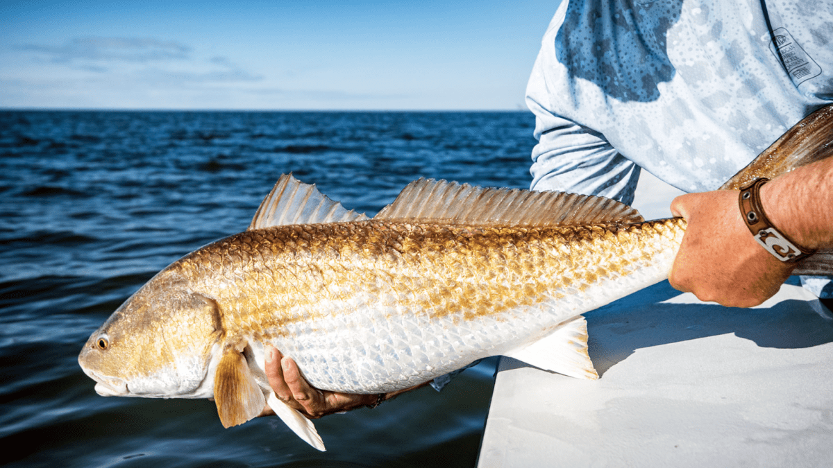 Rod Bells - Twin Pack – Mid Coast Fishing Bait & Tackle