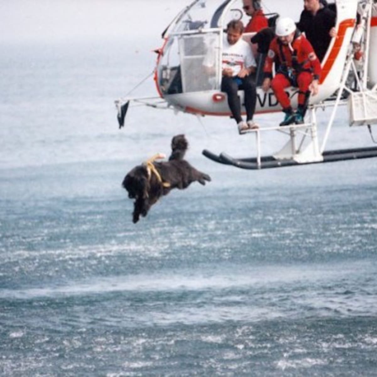 atlantic newfoundland dog rescue