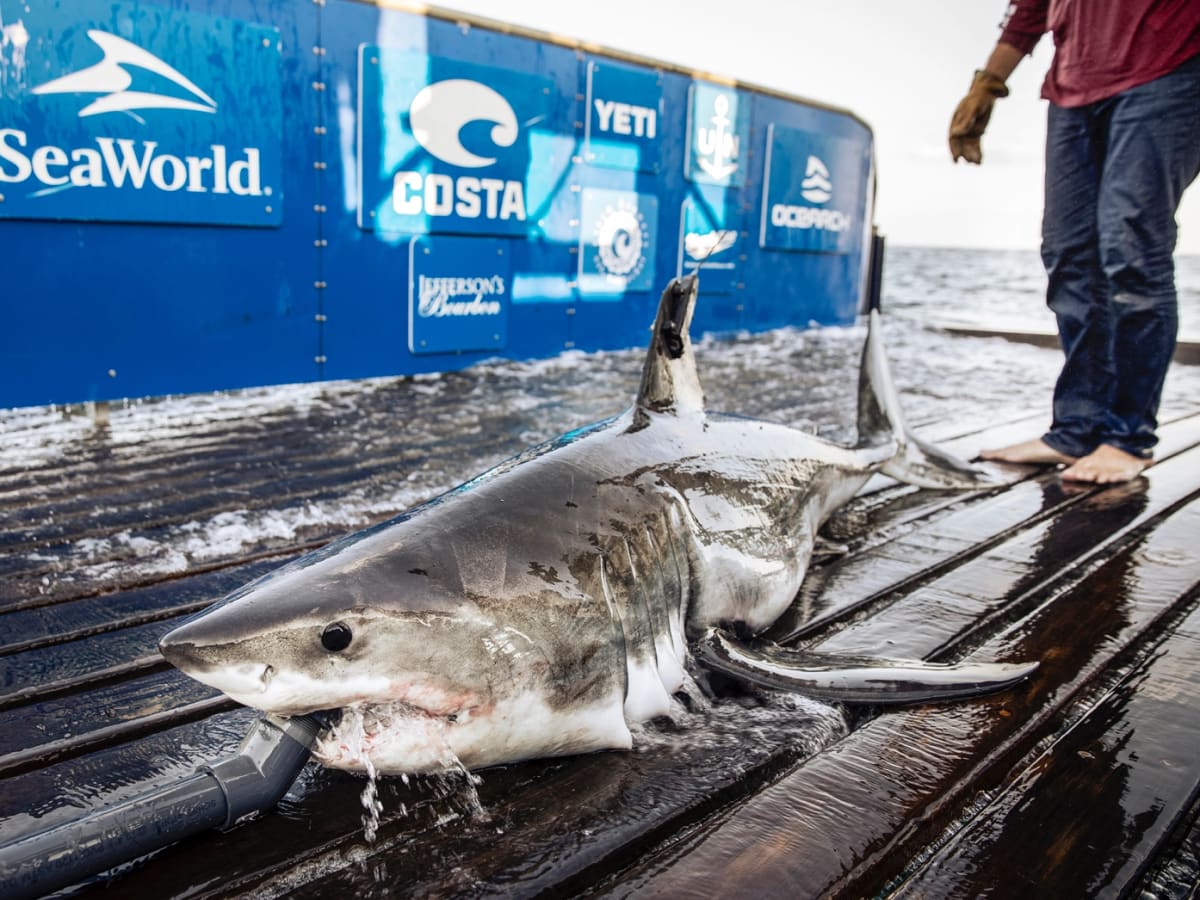 Great white shark hooked in Nova Scotia