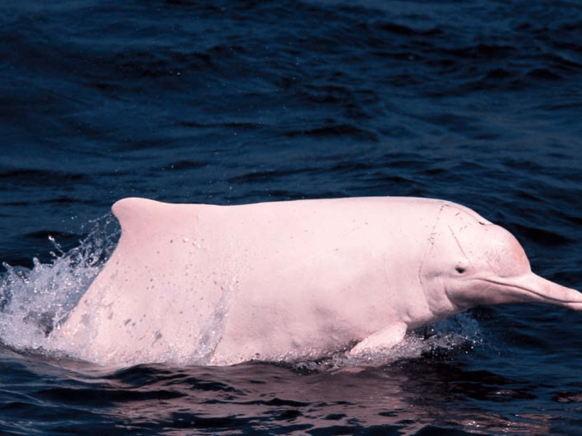 Why Are Hong Kong's Rare Pink Dolphins Disappearing?