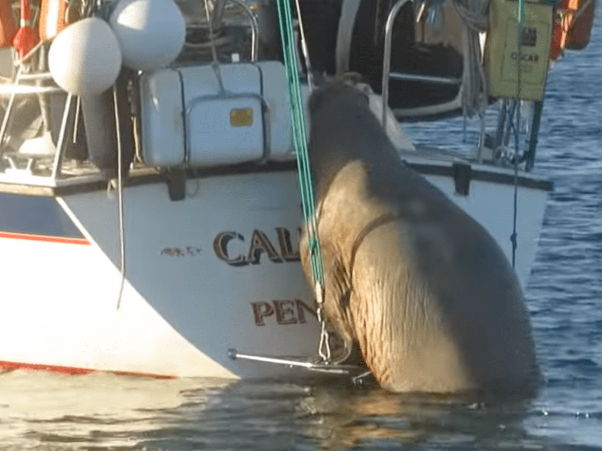 walrus climbs on boat