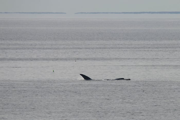 Rare Right Whales Spotted In New Hampshire - Soundings Online