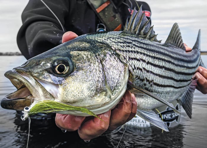 Described as one of the world’s most striking fish, the striper has an indescribable look with a broad palette of hues. 