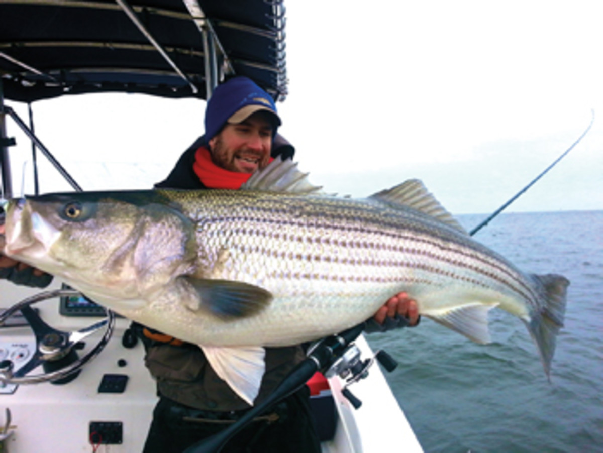 Rockfish rodeo Stripers invade the Chesapeake Soundings Online