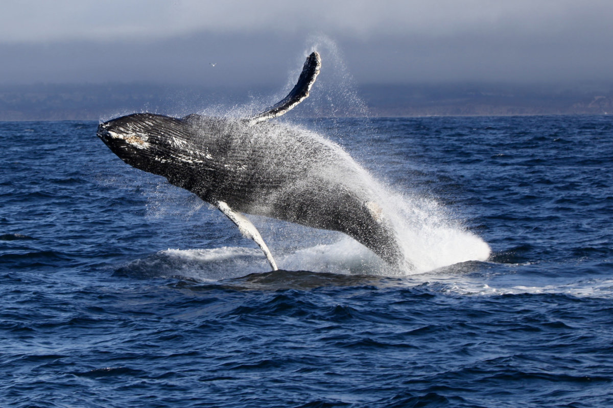 Three Whales Breach In Unison - Soundings Online