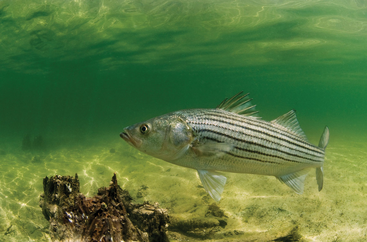 STRIPED BASS ON THE FLY Guide to California Waters by R. Chatham