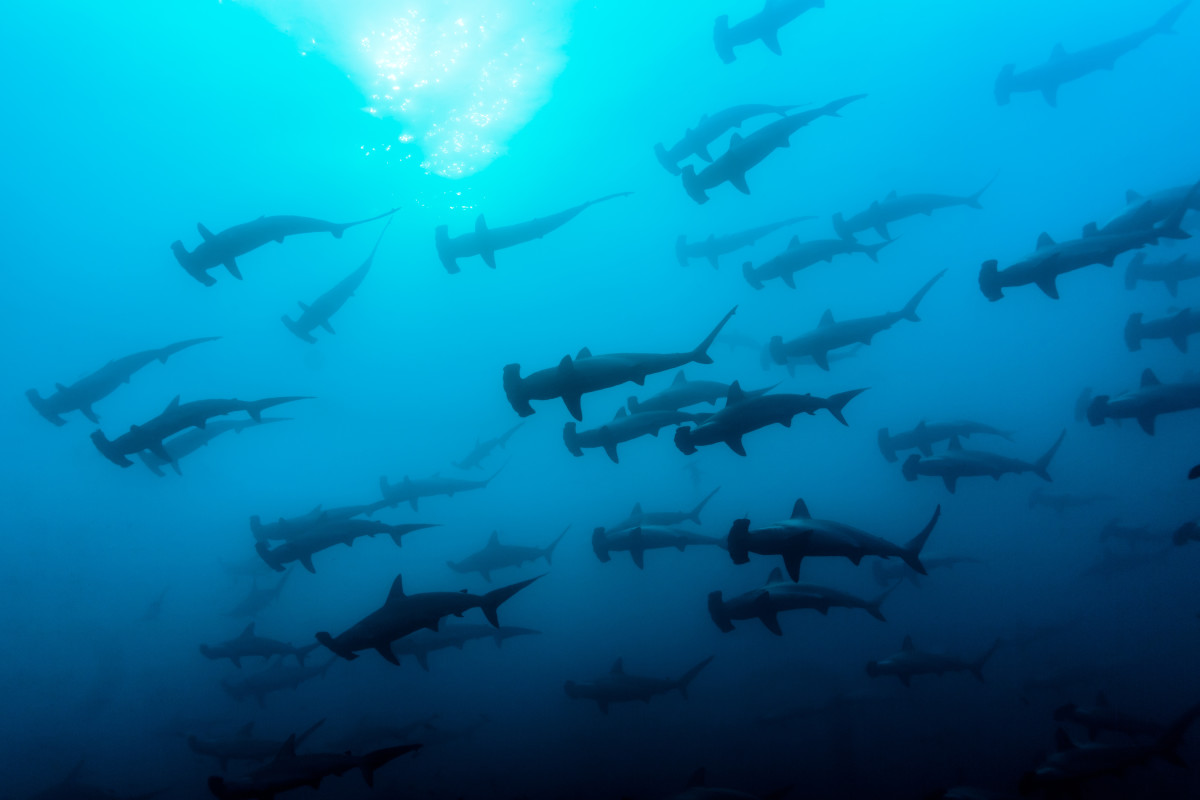 Hammerhead Sharks Surprise Boaters Soundings Online