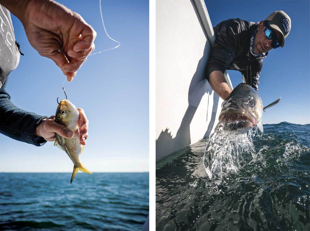 Two verticle photos side by side. The left one depicts a hand putting a small fish in a hook and the right phot depicting a man leaning over the side of a boat releasing a large fish.