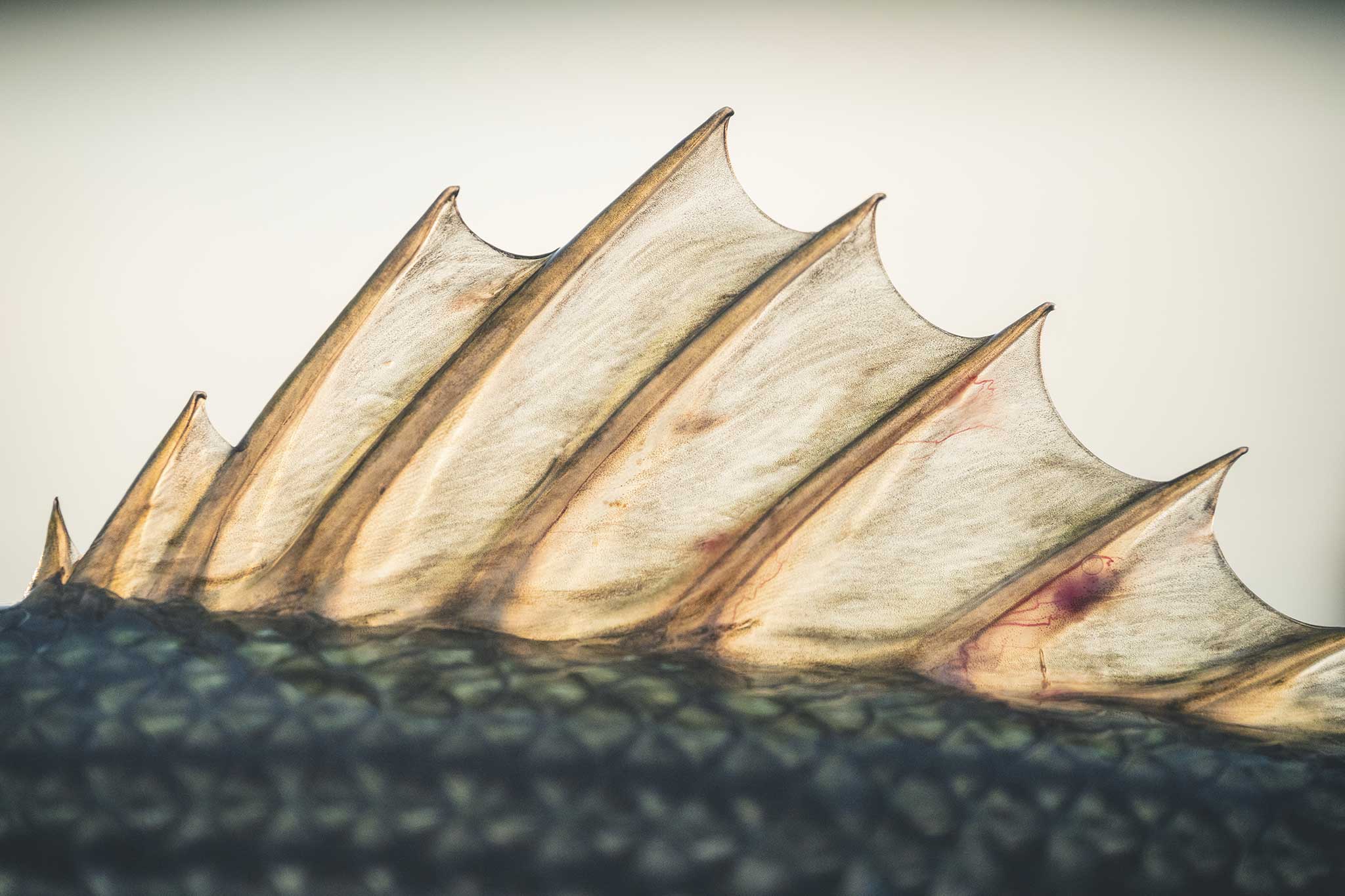 Close up of a fish's dorsal fin