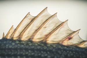 Close up of a fish's dorsal fin