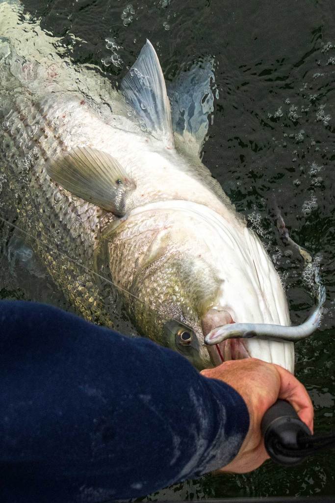 With the help of a human hand a large fish coming out of the water with an eel coming out of its mouth