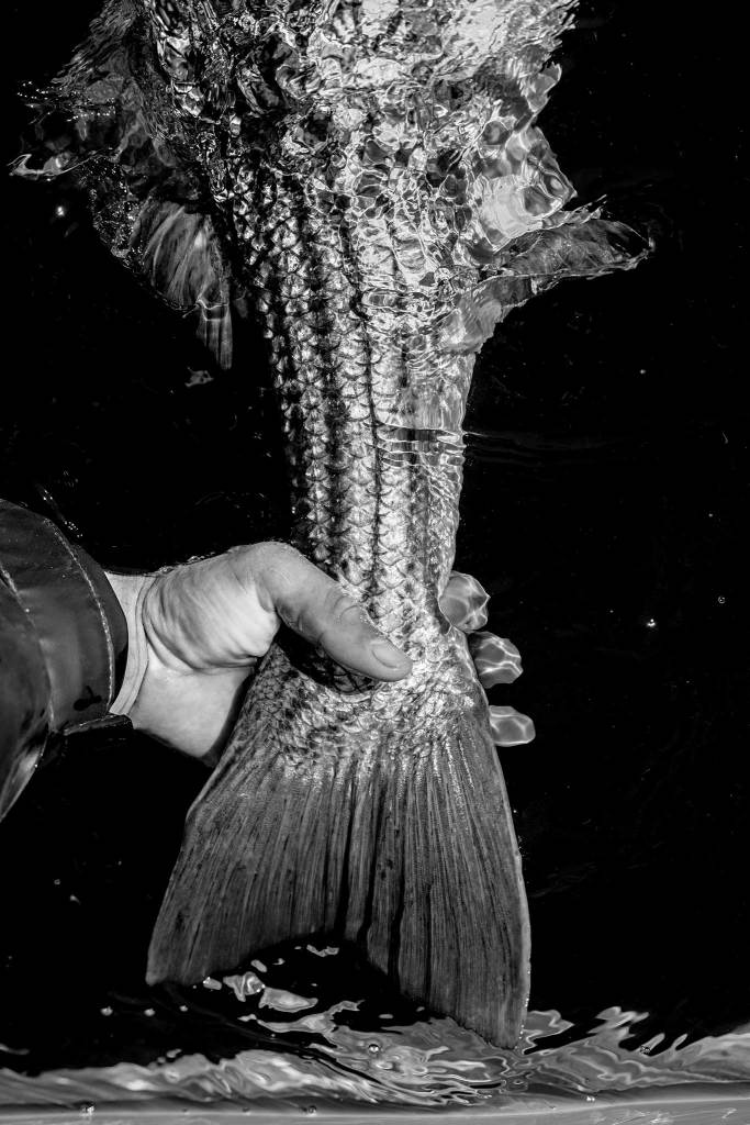 Close up black and white photo of a hand holding the tail of a fish over the watwer.