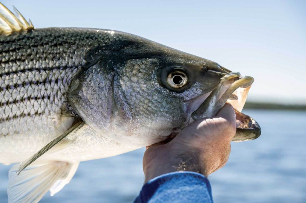 Close up of the head of a fish (striper) being held up in profile with a hand in its mouth
