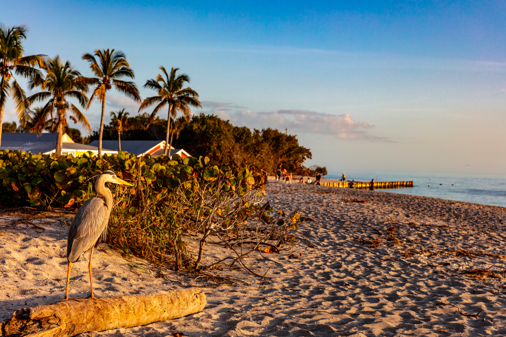 A beach scene at dawn or dusk on the coast with a bird standing in the foreground